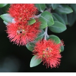 metrosideros pohutakawa - Image par Holger Detje de Pixabay  - La jardinerie de pessicart nice - Livraison a domicile nice 06 plantes vertes terres terreaux jardinage arbres cactus