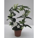 Stephanotis jasmin de madagascar - La jardinerie de pessicart nice - Livraison a domicile nice 06 plantes vertes terres terreaux jardinage arbres cactus