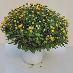 chrysantheme 8 - La jardinerie de pessicart nice - Livraison a domicile nice 06 plantes vertes terres terreaux jardinage arbres cactus