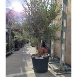 olivier olea europaea - La jardinerie de pessicart nice - Livraison a domicile nice 06 plantes vertes terres terreaux jardinage arbres cactus (3)