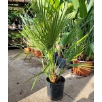 palmier nain arbustif chamaerops humilis-  La jardinerie de pessicart nice - Livraison a domicile nice 06 plantes vertes terres terreaux jardinage