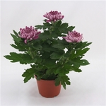 chrysantheme dirigés 3 f 3  - La jardinerie de pessicart nice - Livraison a domicile nice 06 plantes vertes terres terreaux jardinage arbres cactus