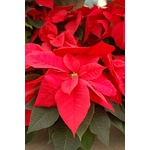 poinsettia 4 - la jardinerie de pessicart nice livraison gratuite