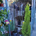 Salix caprea Kilmarnock - Saule Pleureur - La Jardinerie de Pessicart Nice 06100