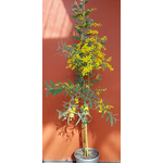 Mimosa - Acacia X Hanburyana - Greffé fleurs tige - La Jardinerie de Pessicart Nice 06100