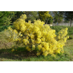 Mimosa - Acacia X Hanburyana - Greffé - La Jardinerie de Pessicart Nice 06100