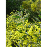 Mimosa - Acacia X Hanburyana - Greffé fleurs - La Jardinerie de Pessicart Nice 06100
