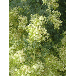 Mimosa - Acacia muelleriana - Greffé - La Jardinerie de Pessicart Nice 06100