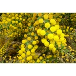 Mimosa - Acacia Uncinata - Hauteur 40-80 cm - Pot 2Litres fleur greffé La Jardinerie de Pessicart Nice 06100