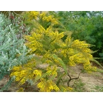 Mimosa - Acacia Uncinata - Hauteur 40-80 cm - Pot 2Litres greffé La Jardinerie de Pessicart Nice 06100