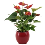 anthurium  rouge 3 - La jardinerie de pessicart nice - Livraison a domicile nice 06 plantes vertes terres terreaux jardinage arbres cactus