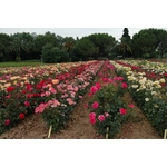 culture rosier chambret 3 - La Jardinerie de Pessicart Nice 06100