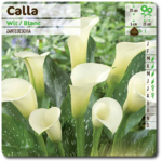 calla blanc  bulbes - La jardinerie de pessicart nice - Livraison a domicile nice 06 plantes vertes terres terreaux jardinage arbres cactus