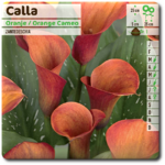 calla camea - La jardinerie de pessicart nice - Livraison a domicile nice 06 plantes vertes terres terreaux jardinage arbres cactus