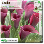 calla paars  bulbes - La jardinerie de pessicart nice - Livraison a domicile nice 06 plantes vertes terres terreaux jardinage arbres cactus