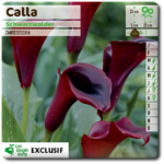 calla schwarzwalder bulbes - La jardinerie de pessicart nice - Livraison a domicile nice 06 plantes vertes terres terreaux jardinage arbres cactus