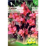 canna pink furority - La jardinerie de pessicart nice - Livraison a domicile nice 06 plantes vertes terres terreaux jardinage arbres cactus