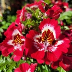 Schizanthus pot 1.5L - rouge-la jardinerie de pessicart nice