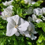 Schizanthus pot 1.5L - blanc-la jardinerie de pessicart nice