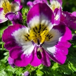 Schizanthus pot 1.5L - violet-la jardinerie de pessicart nice