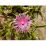 delosperma 2  La jardinerie de Pessicart NICE 06100