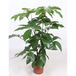 schefflera-amate-pot-24-h110  La jardinerie de Pessicart NICE 06100