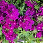 Verveine des jardin violet - La Jardinerie de Pessicart Nice 06100
