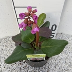 bergenia-cordifolia-eroica-differentes-varietes-pot-19-h30  La jardinerie de Pessicart NICE 06100