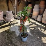 tomate avec fruit  La jardinerie de Pessicart NICE 06100