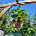 susp fraisiers (2)  La jardinerie de Pessicart NICE 06100