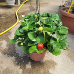 susp fraisiers (4)  La jardinerie de Pessicart NICE 06100