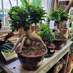 Ficus microcarpa ginseng - Hauteur 50-60 cm - coupe Ø 30 cm-La Jardinerie de Pessicart Nice 06100