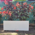 BALCONERA LECHUZA Stone 50 blanc quartz PAP 2 fuchsia-La jardinerie de Pessicart NICE