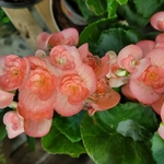 Bégonia dintérieur-rose fleurs -La jardinerie de Pessicart 06100 NICE