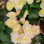 Bégonia dintérieur-blanc-La jardinerie de Pessicart 06100 NICE