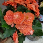 Bégonia dintérieur-orange fleur-La jardinerie de Pessicart 06100 NICE