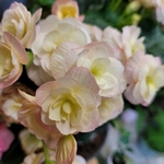 Bégonia dintérieur-blanc fleur-La jardinerie de Pessicart 06100 NICE