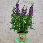 Angélonia angustifolia (l'autre geule-de-l'oup) mauve  pot 17 - la jardinerie de pessicart 06100 Nice