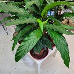 -Calatea Lancifolia Boom - Plante Paon-hauteur 60-80 cm-la jardinerie de pessicart 06100 Nice