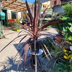 Cordyline australis hauteur hauteur 60-80 cm pot de 17 cm couleur-la jardinerie de pessicart 06100 Nice