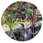 Cordyline -la jardinerie de pessicart 06100 Nice