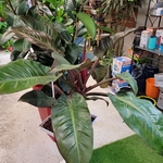 Philodendron erubescens ou Philodendron impérial-la jardinerie de pessicart 06100 Nice