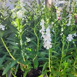 Angélonia pot de 17 cm hauteur 30-40 cm Blanc-la jardinerie de pessicart 06100 Nice