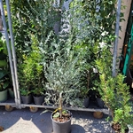 Gommier à petites feuilles rondes - Eucalyptus Gunnii pot de 10 litres hauteur 170 cm-la jardinerie de pessicart 06100 nice
