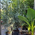 Gommier à petites feuilles rondes - Eucalyptus Gunnii pot de 10 litres hauteur 150-170 cm-La jardinerie de pessicart 06100 nice