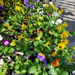 violettes cornues-la jardinerie de pessicart 06100 nice