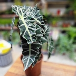 Alocasia Polly- Pot Ø 17 cm 3 litres - Hauteur 40 cm-La jardinerie de pessicart 06100 nice