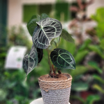 Anthurium Clarinervium Matuda p 15-La jardinerie de pessicart 06100 nice