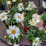 Marguerite - Leucanthemum-La jardinerie de pessicart 06100 nice