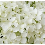 white-flowers-2465604_640